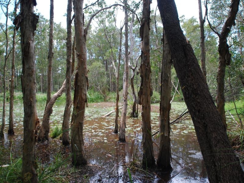 29 Silkwood Dr, Noosaville QLD 4566