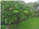4 Ashford St, Tewantin QLD 4565