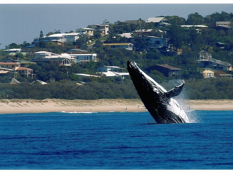 40 Pelican St, Peregian Beach QLD 4573