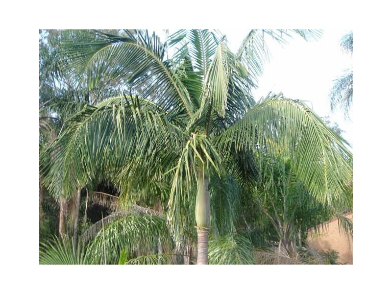 59 Waterworks Road, Red Hill QLD 4059