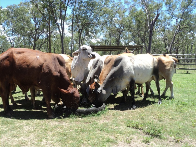Silver Valley QLD 4872