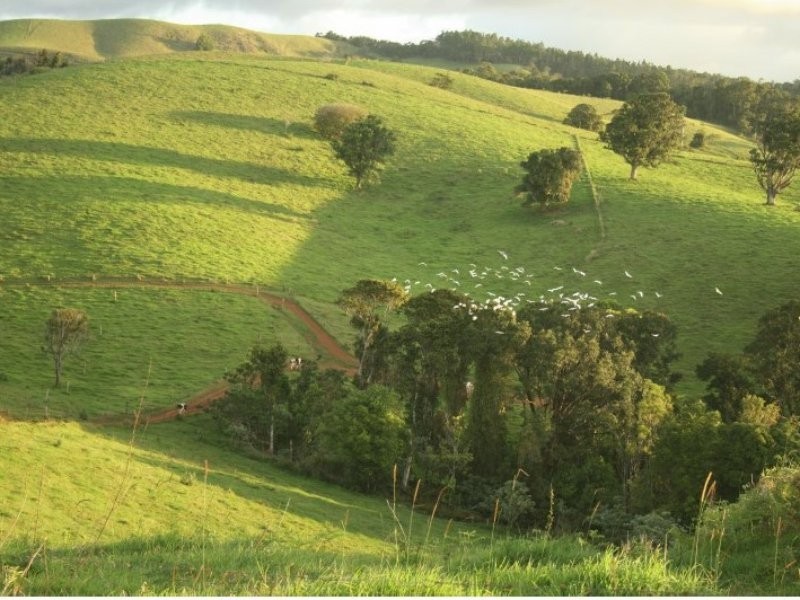 Millaa Millaa QLD 4886