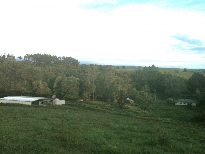 Millaa Millaa QLD 4886