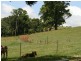 Millaa Millaa QLD 4886