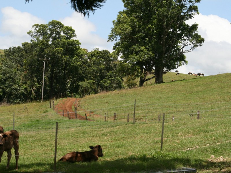 Millaa Millaa QLD 4886