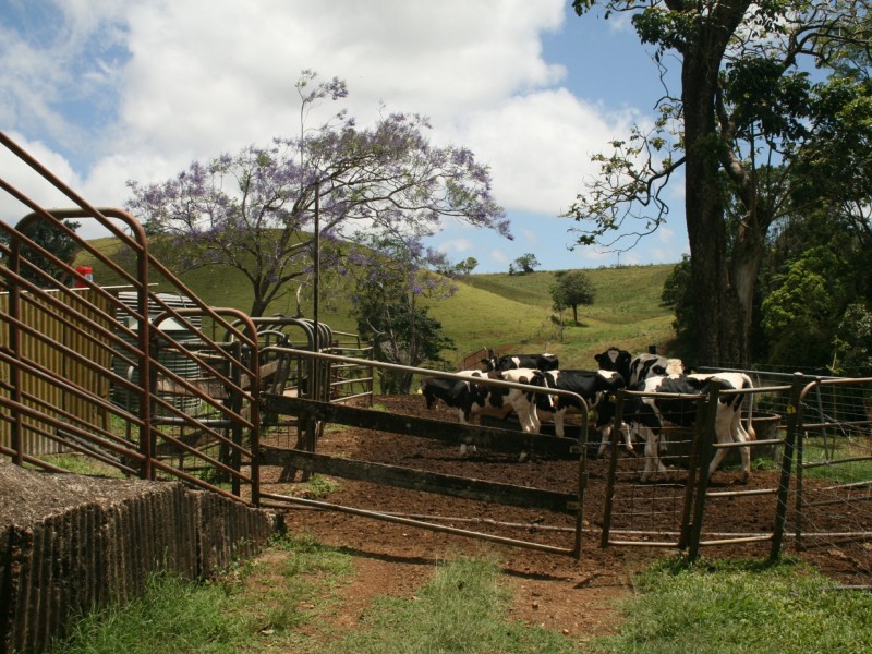 Millaa Millaa QLD 4886