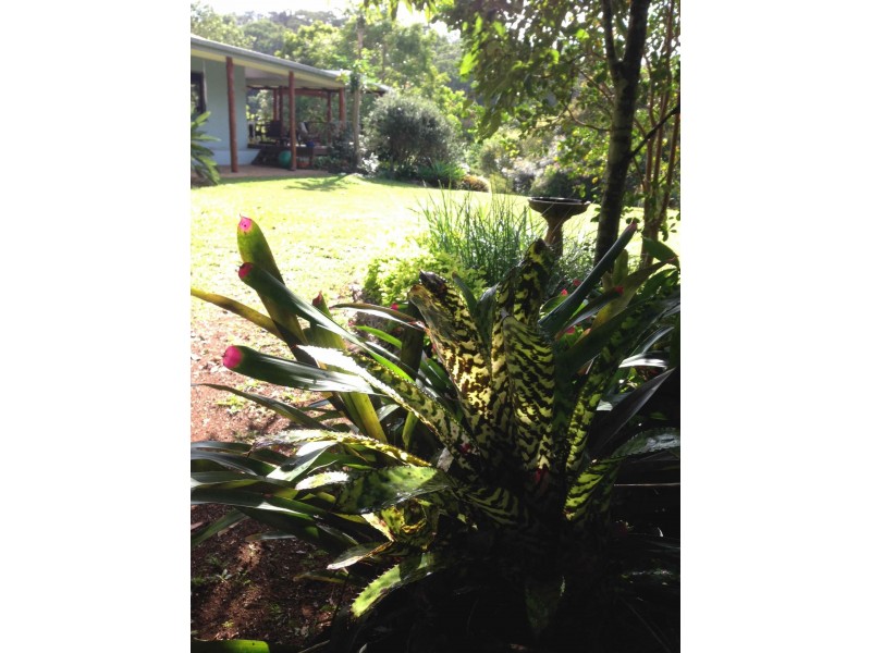 Yungaburra QLD 4884