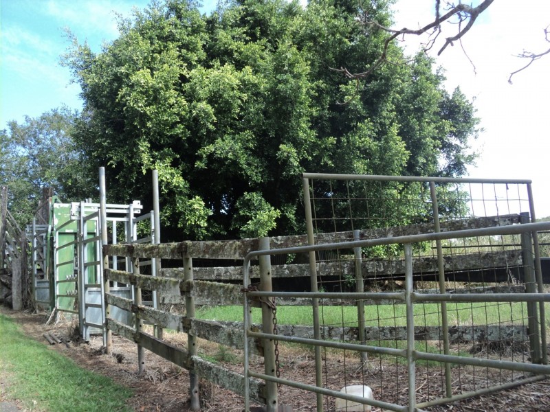 Yungaburra QLD 4884