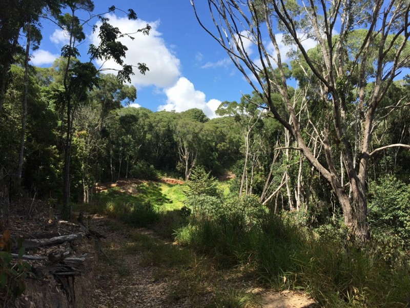 Yungaburra QLD 4884
