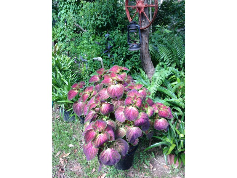 Silver Valley QLD 4872