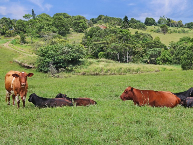 15 Turner Road, Tarzali QLD 4885