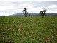 Millaa Millaa QLD 4886