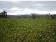 Millaa Millaa QLD 4886
