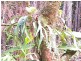 Ravenshoe QLD 4888