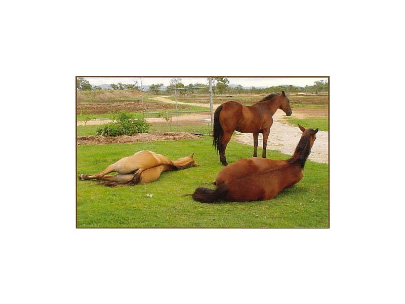 L123 Springmount Rd Oaky Creek Farms Arrig, Mareeba QLD 4880