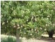 Mareeba QLD 4880