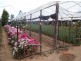 Mareeba QLD 4880
