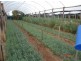 Mareeba QLD 4880