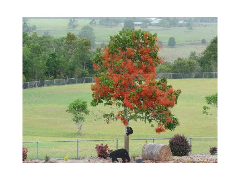 Yungaburra QLD 4884