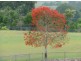 Yungaburra QLD 4884