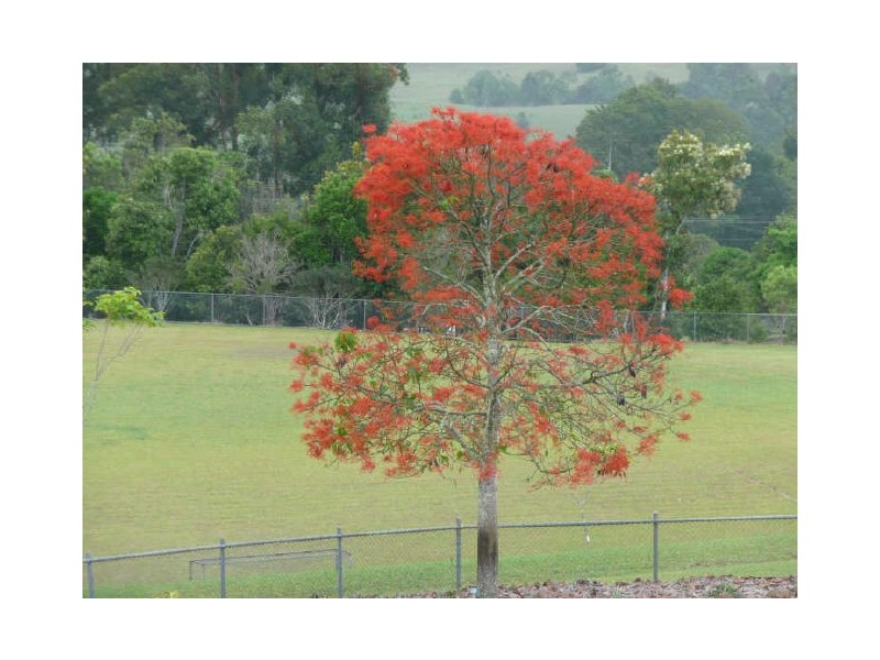 Yungaburra QLD 4884