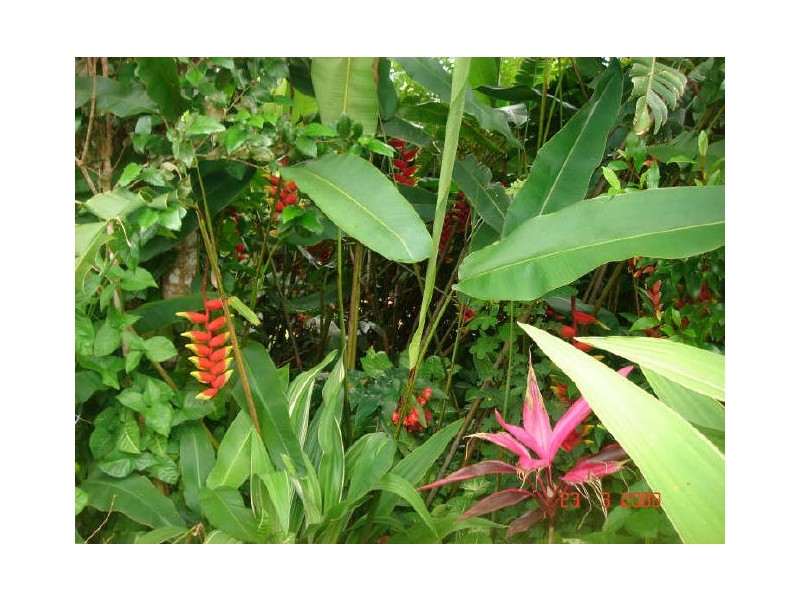 Lake Eacham QLD 4884