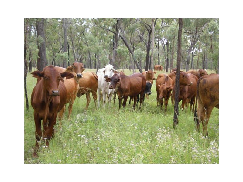 Mount Garnet QLD 4872