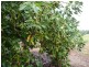 Mareeba QLD 4880