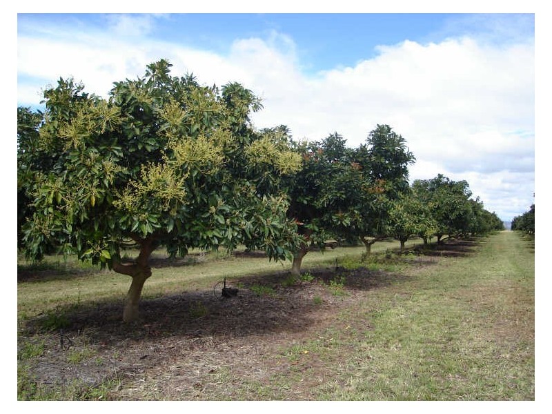 Mareeba QLD 4880