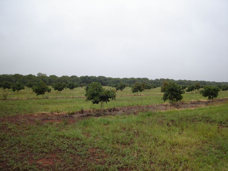 Mareeba QLD 4880