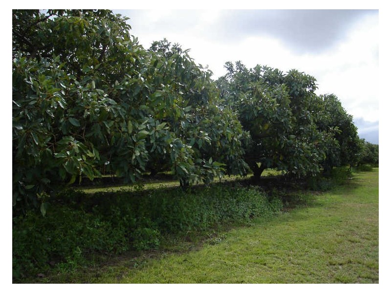 Mareeba QLD 4880