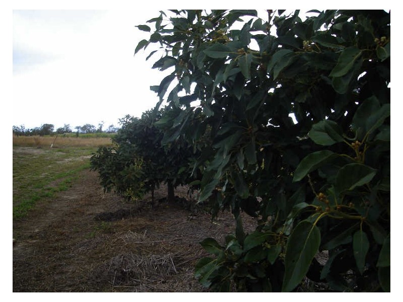Mareeba QLD 4880