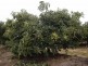 Mareeba QLD 4880