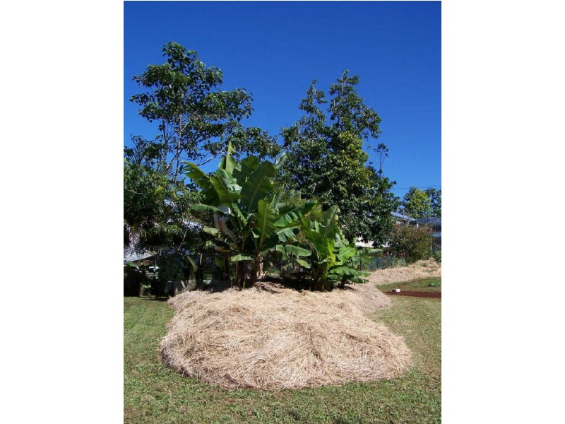 Millaa Millaa QLD 4886