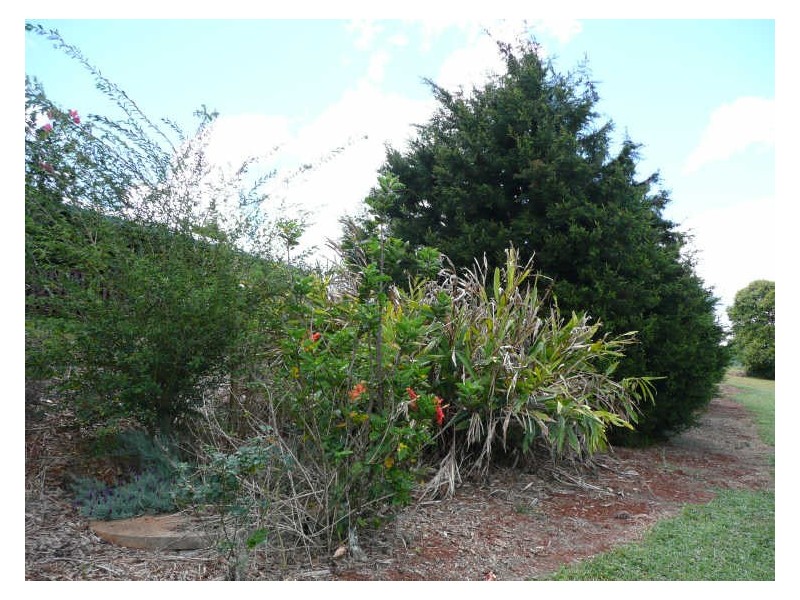 Yungaburra QLD 4884