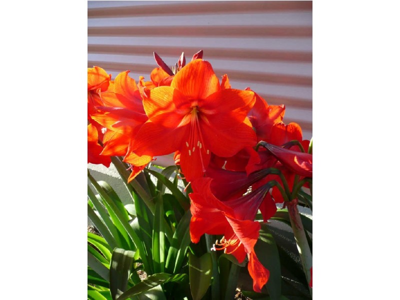 Yungaburra QLD 4884