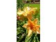 Yungaburra QLD 4884