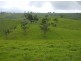 Millaa Millaa QLD 4886