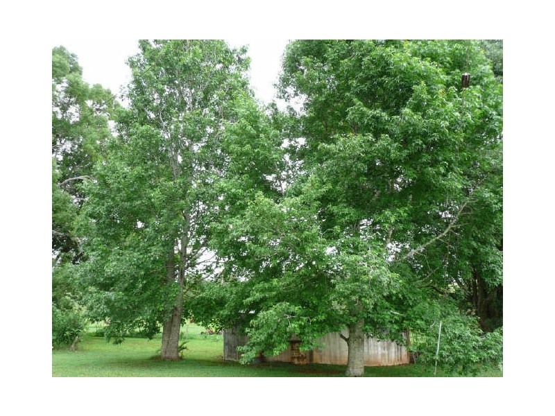 Upper Barron QLD 4883