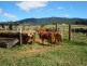 Millaa Millaa QLD 4886