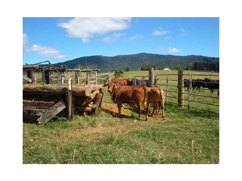 Millaa Millaa QLD 4886