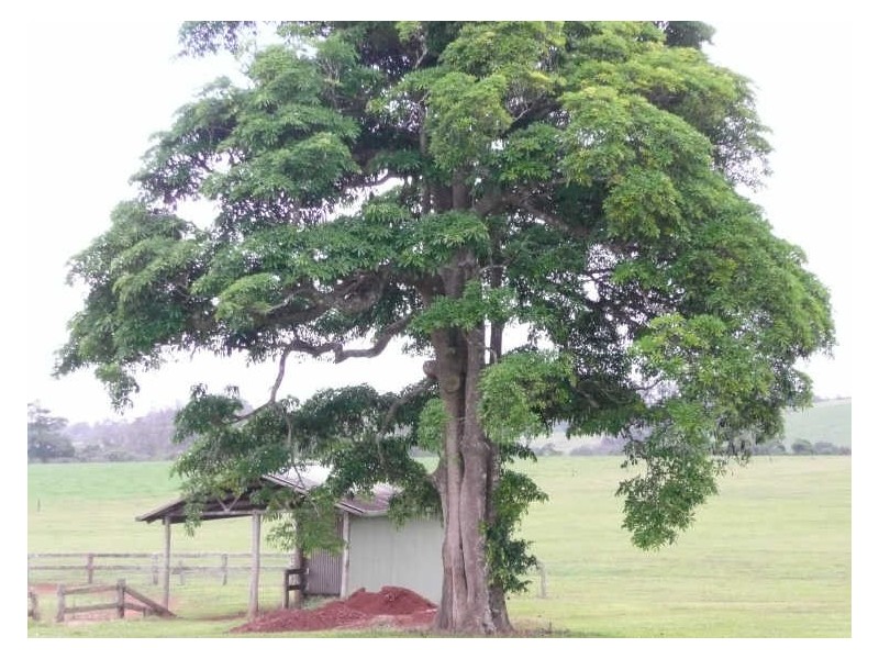 65 Moore Rd, Lake Eacham QLD 4884