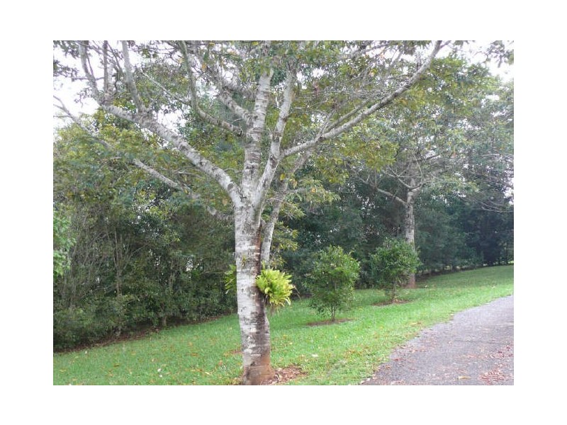 Lake Eacham QLD 4884