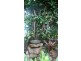 Atherton QLD 4883