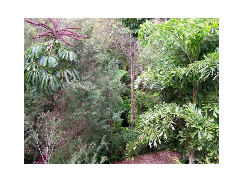 Yungaburra QLD 4884