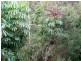 Yungaburra QLD 4884