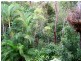 Yungaburra QLD 4884