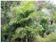 Yungaburra QLD 4884