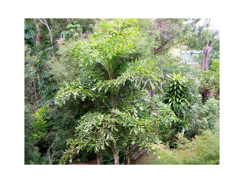 Yungaburra QLD 4884