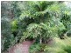 Yungaburra QLD 4884